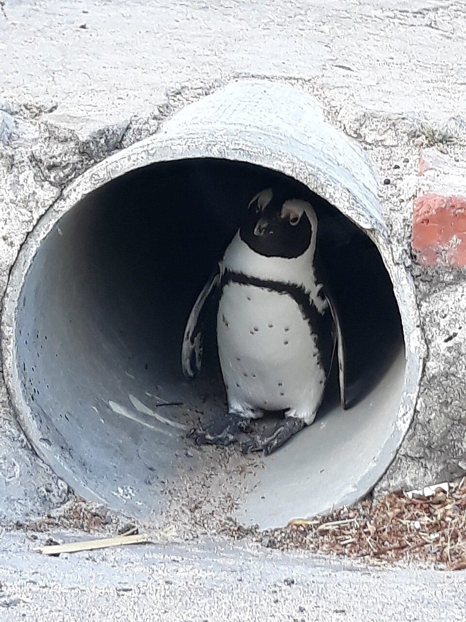 Tučňák brýlový — fotografie z Wikimedia Commons