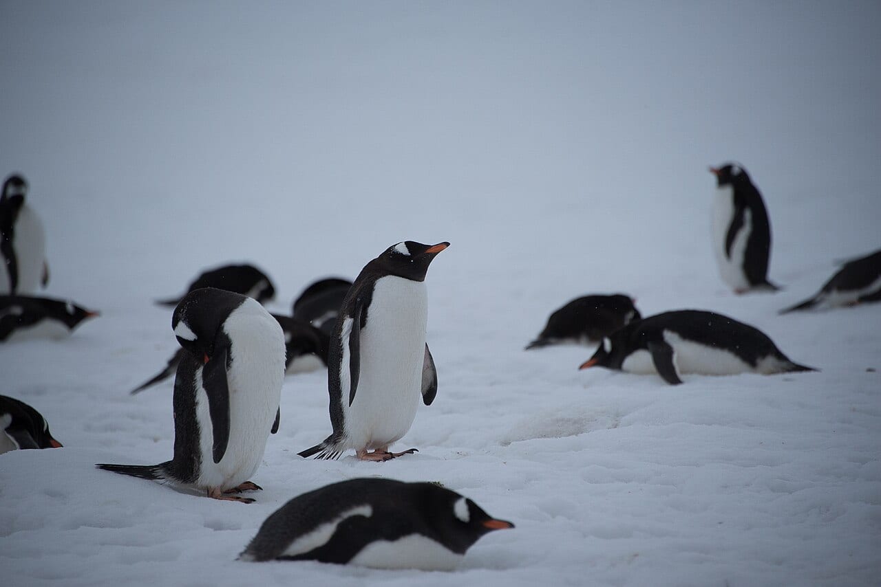 Tučňák oslí — fotografie z Wikimedia Commons