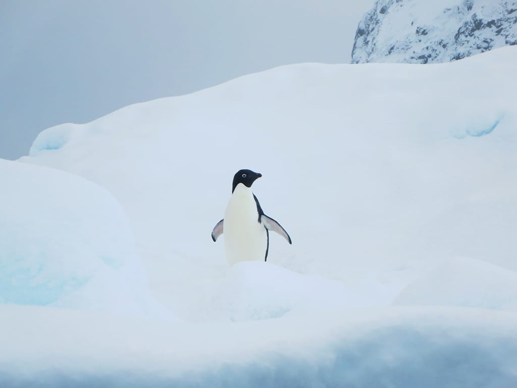 Tučňák kroužkový — fotografie z Wikimedia Commons