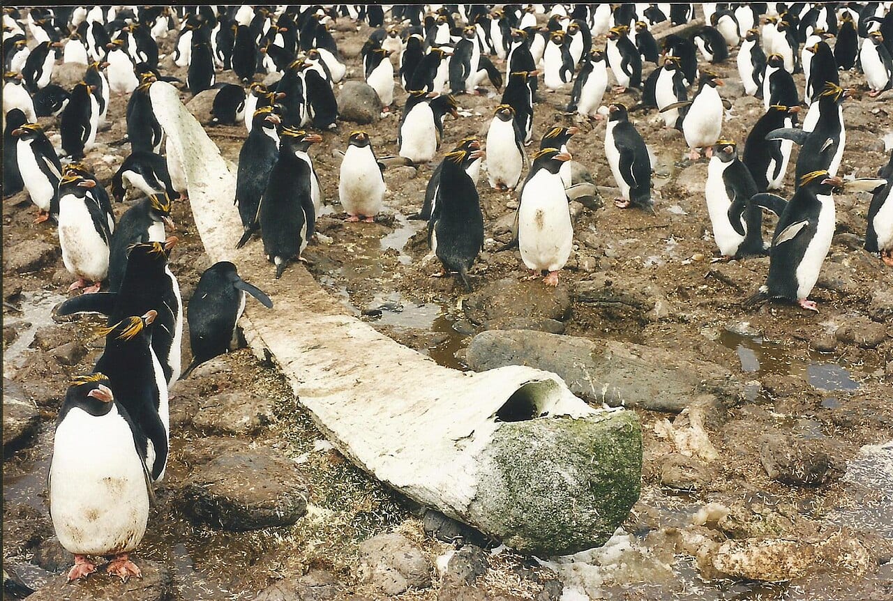 Tučňák zlatovlasý — fotografie z Wikimedia Commons