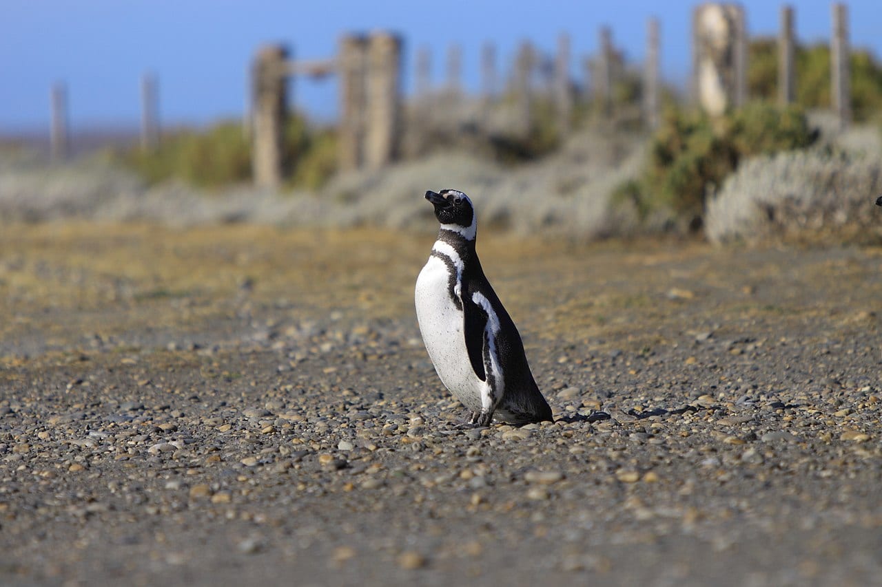 Tučňák magellanský — fotografie z Wikimedia Commons