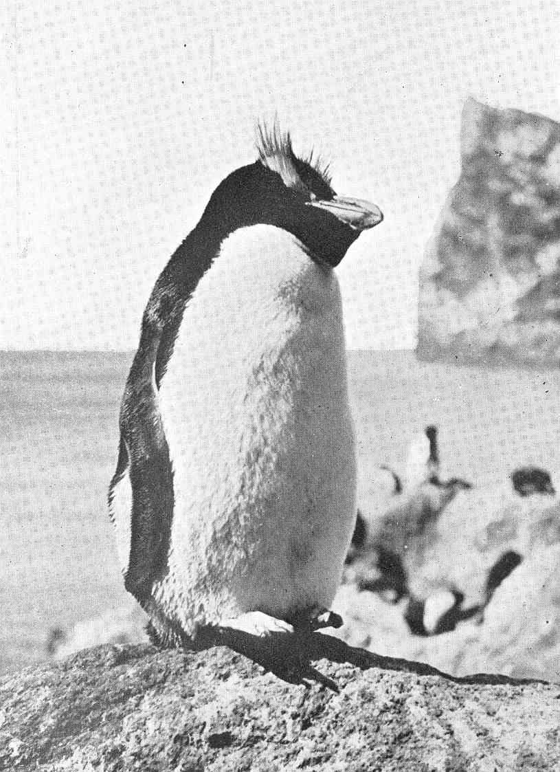 Tučňák Sclaterův — fotografie z Wikimedia Commons