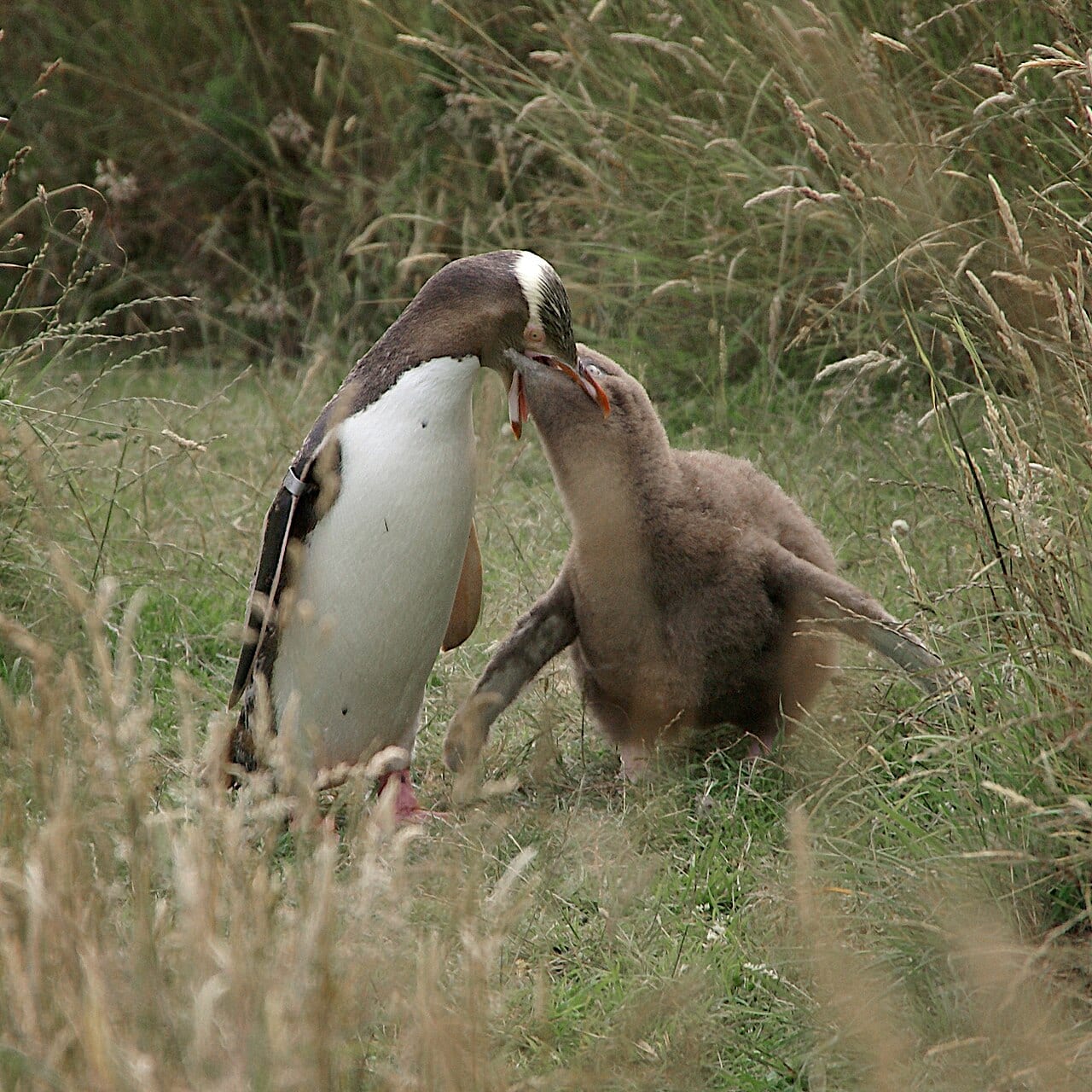 Tučňák žlutooký — fotografie z Wikimedia Commons