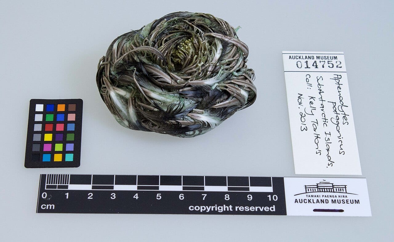 Tučňák patagonský — fotografie z Wikimedia Commons