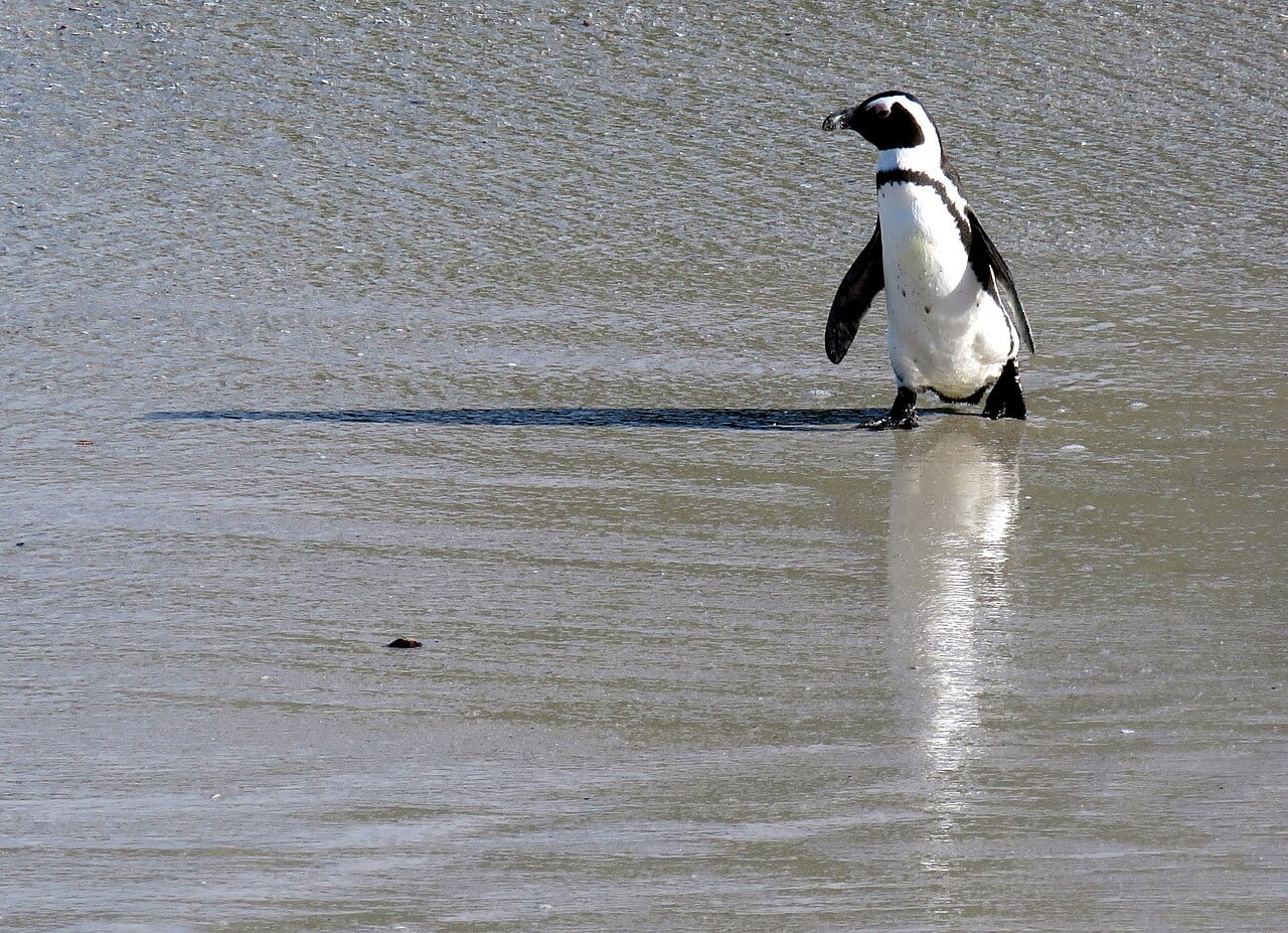 Tučňák brýlový — fotografie z Wikimedia Commons