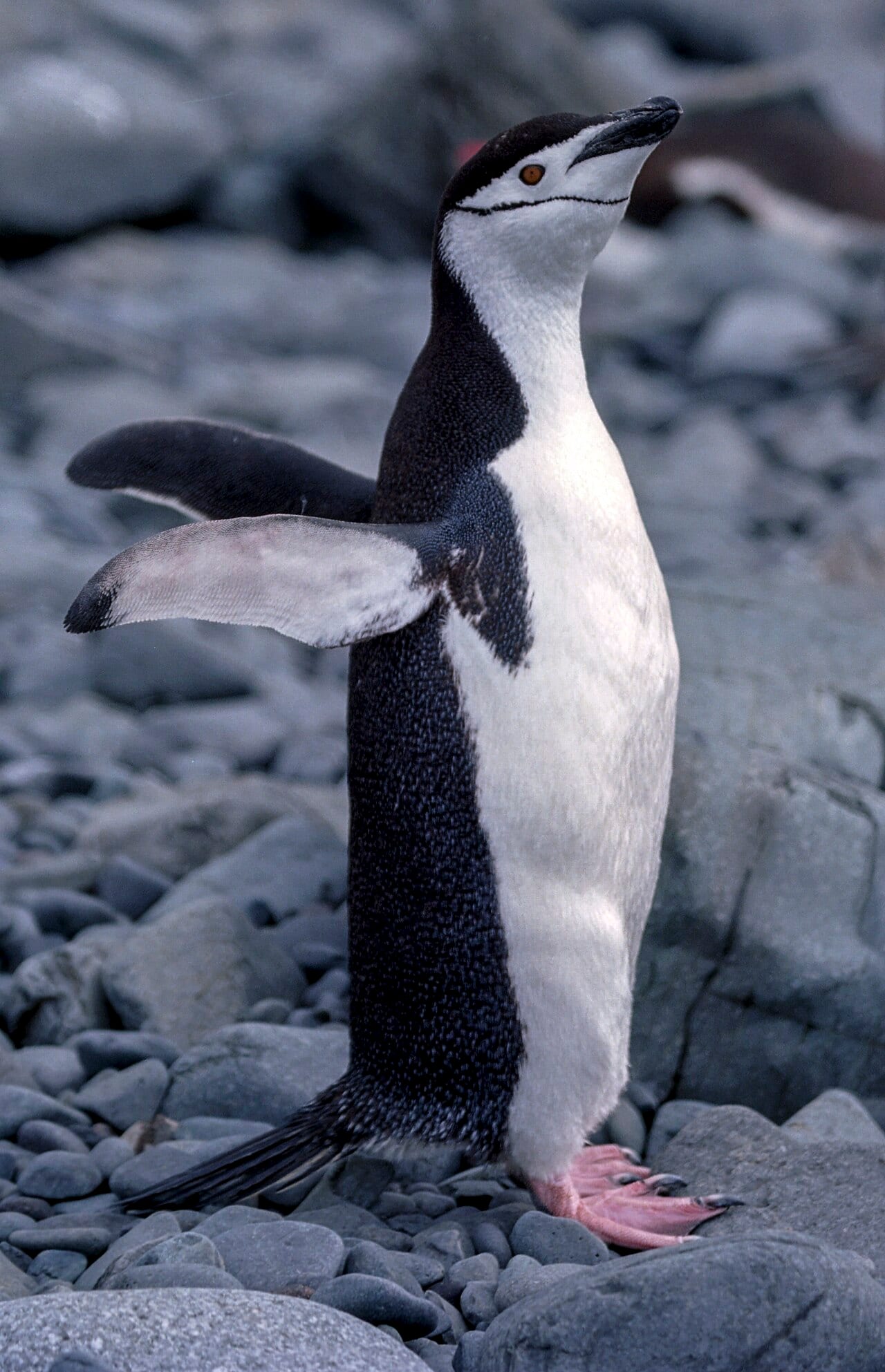 Tučňák uzdičkový — fotografie z Wikimedia Commons