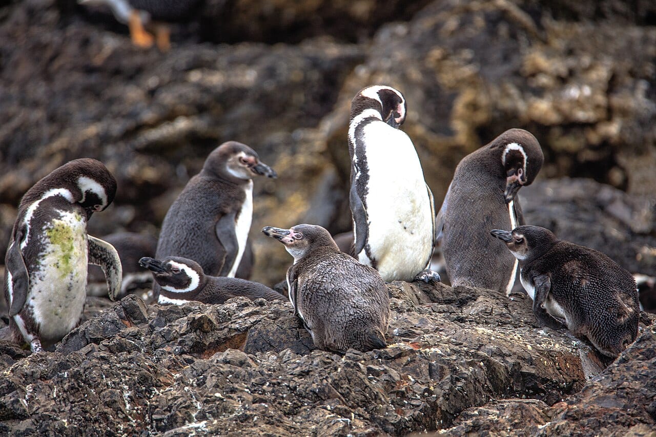 Tučňák Humboldtův — fotografie z Wikimedia Commons