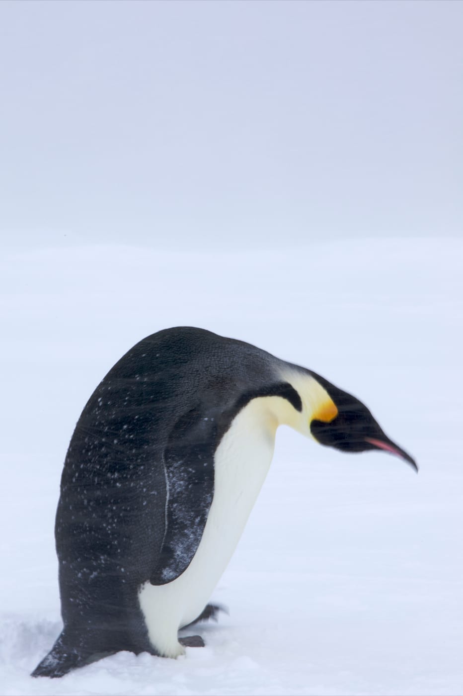 Tučňák císařský — fotografie z Wikimedia Commons