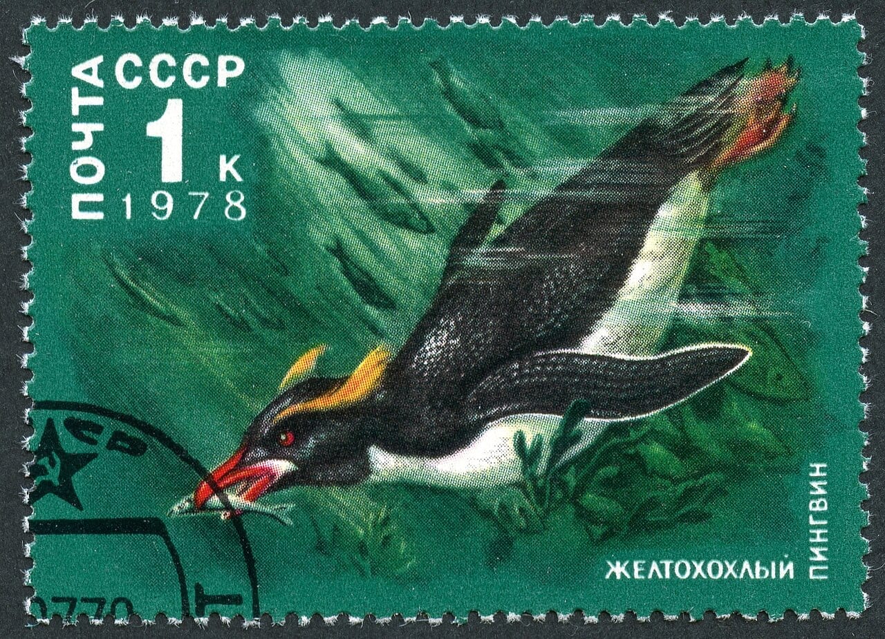 Tučňák snareský — fotografie z Wikimedia Commons