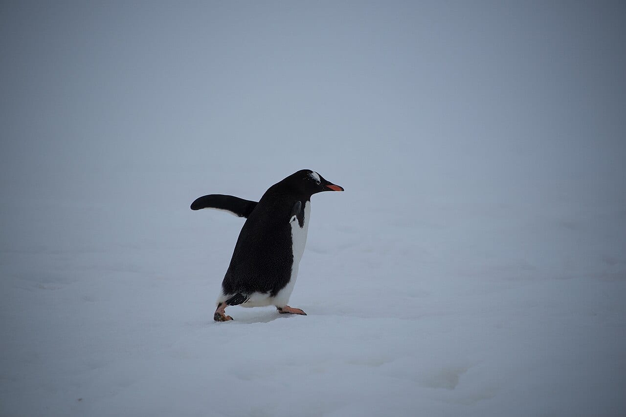 Tučňák oslí — fotografie z Wikimedia Commons