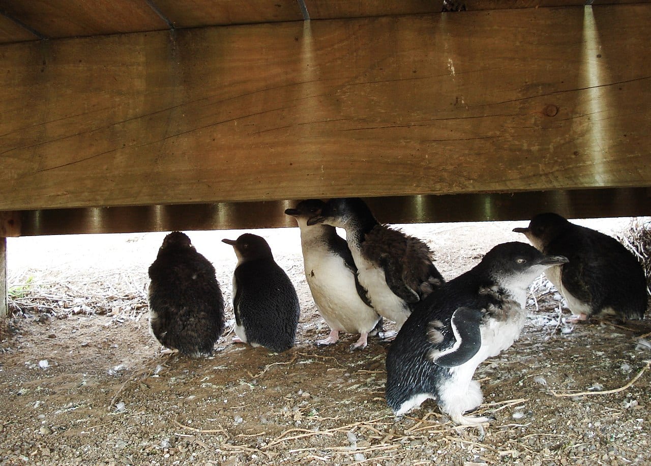 Tučňák nejmenší — fotografie z Wikimedia Commons