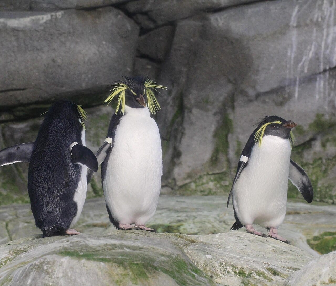 Tučňák skalní jižní — fotografie z Wikimedia Commons