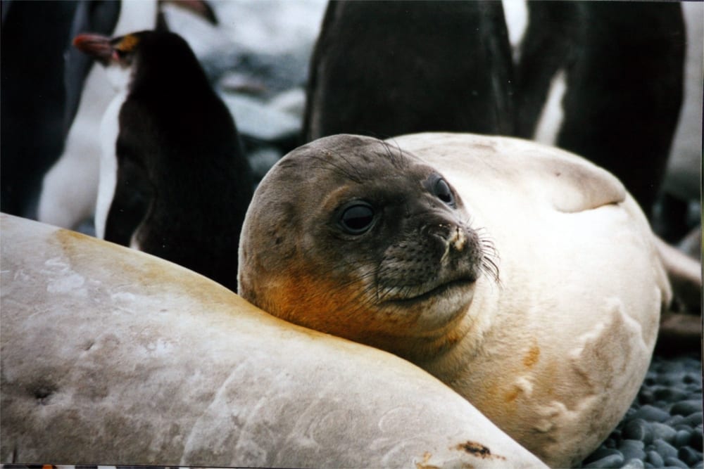 Tučňák královský — fotografie z Wikimedia Commons