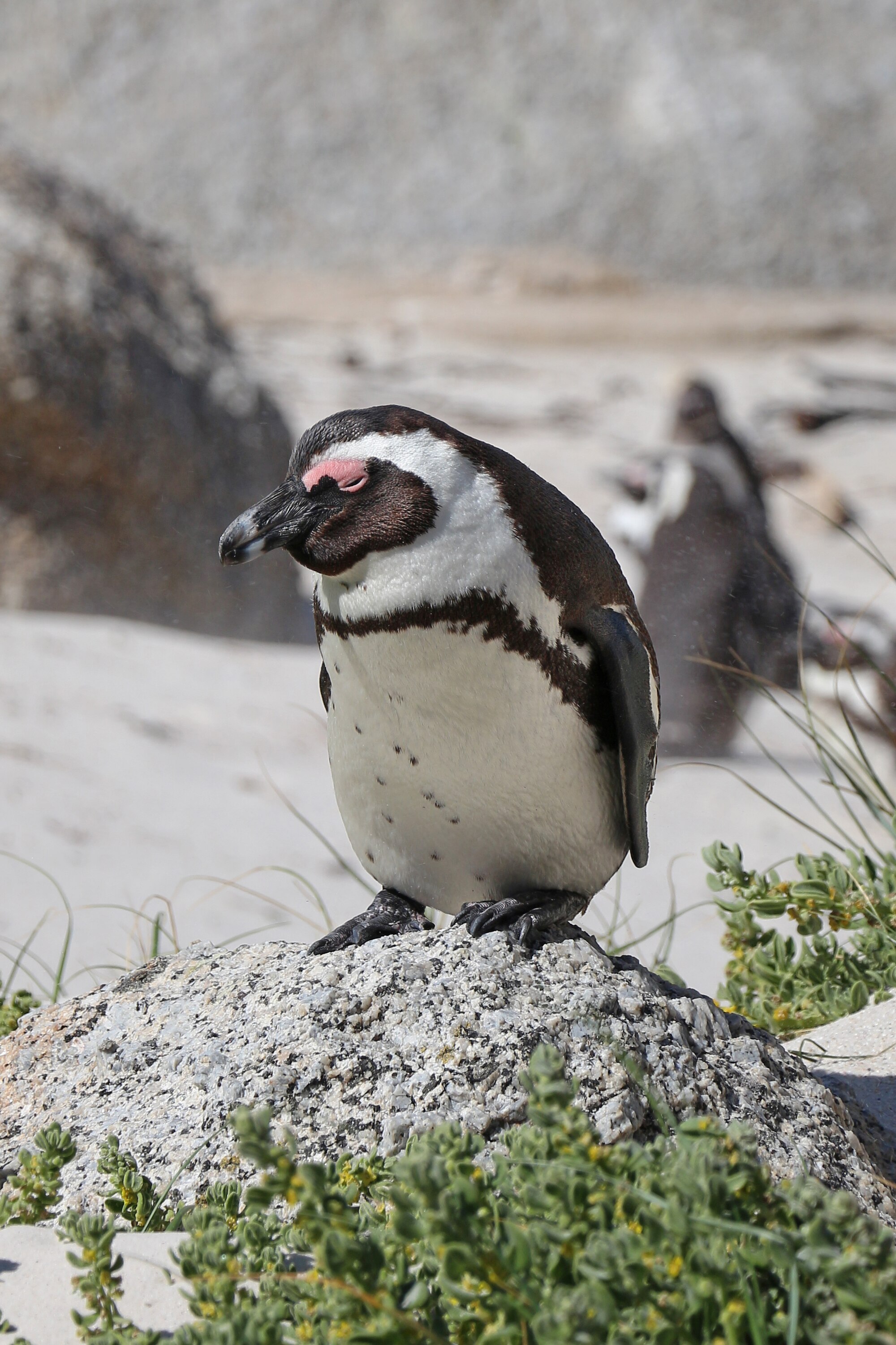 Tučňák brýlový stojící na balvanu na pláži Boulders Beach u Simon's Town v Jihoafrické republice