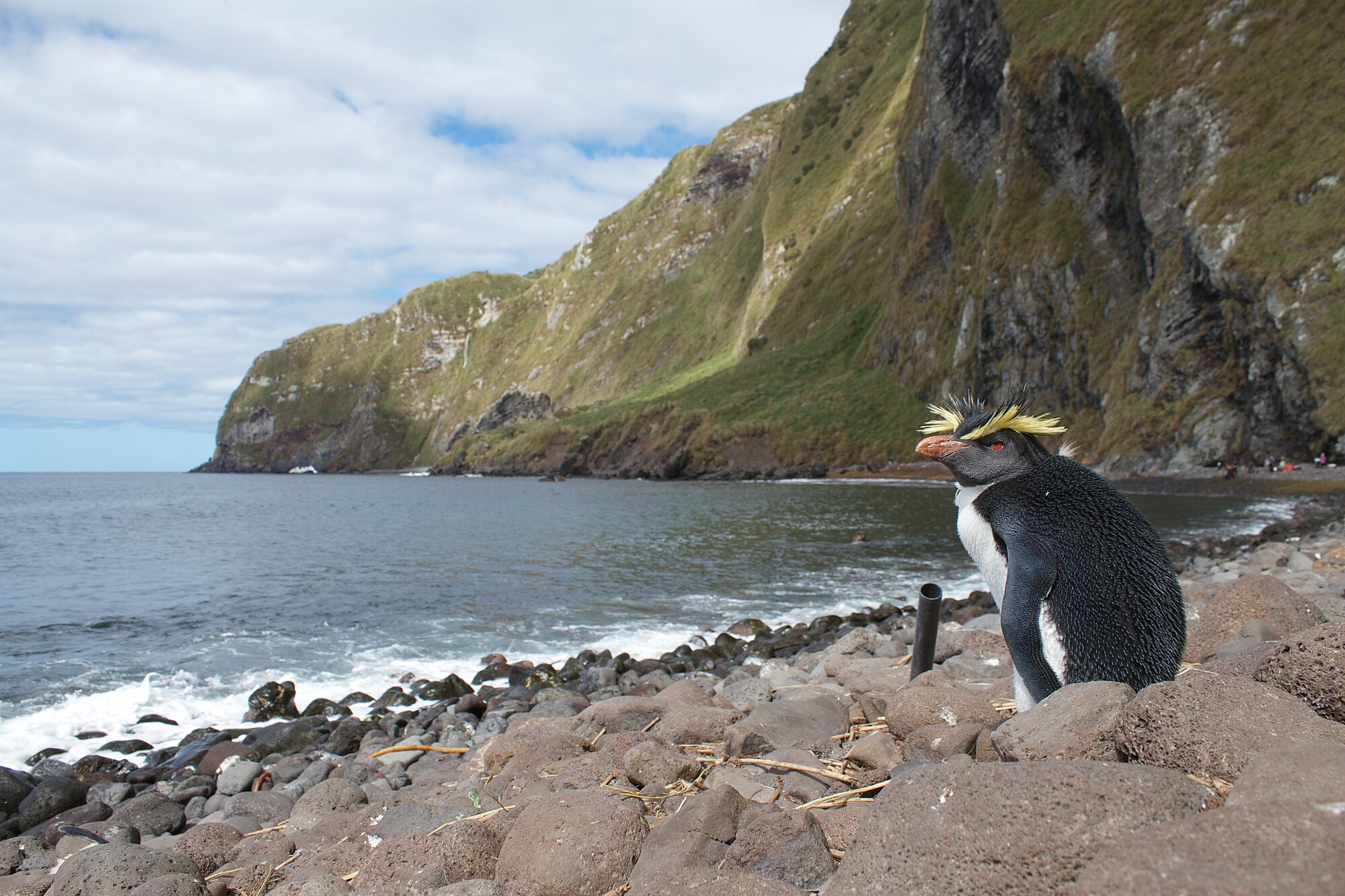 Tučňák skalní severní na ostrově Inaccessible v souostroví Tristan da Cunha, s výraznou zlatožlutou chocholkou