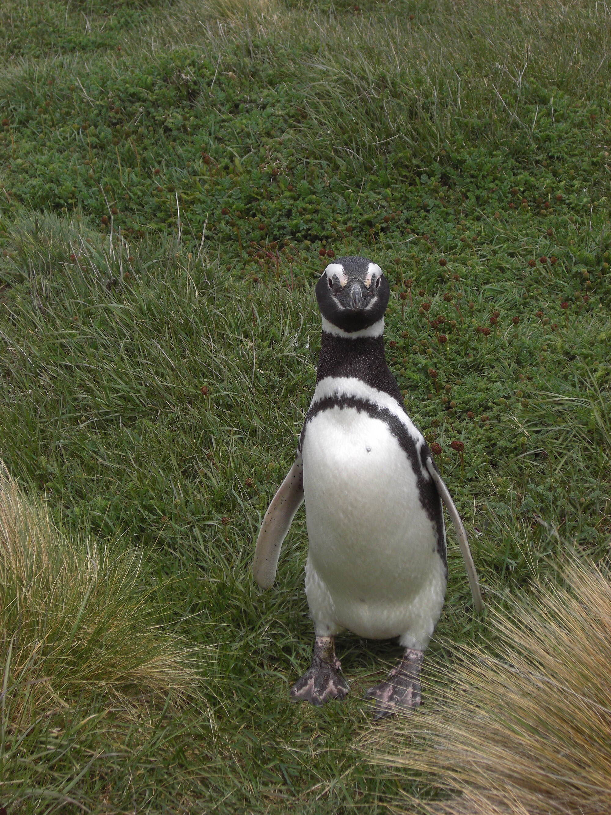 Tučňák magellanský stojící u pobřeží Seno Otway v chilské Patagonii