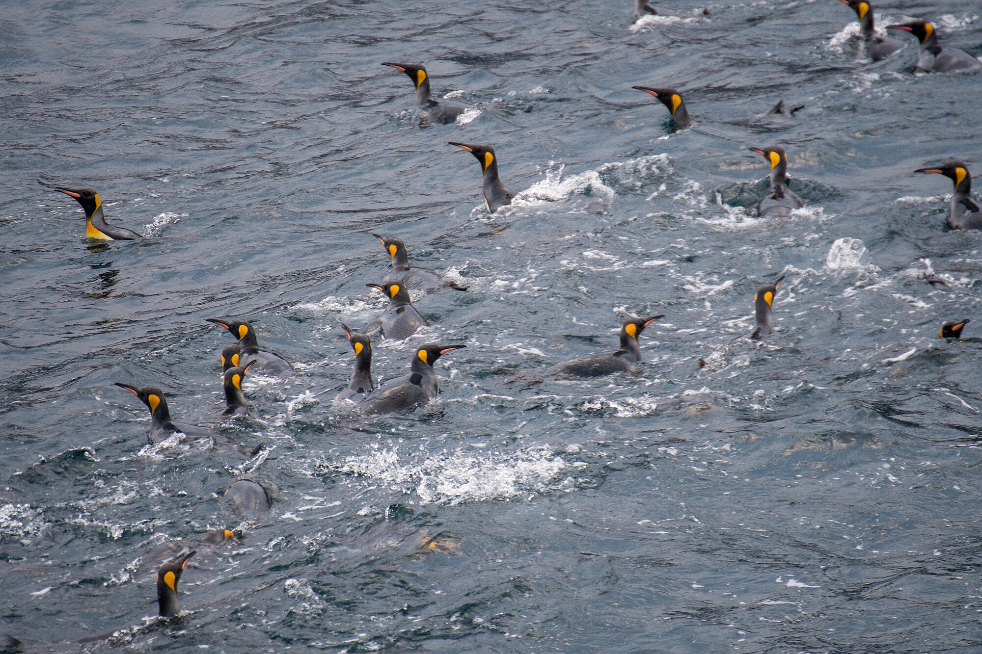 Tučňák patagonský stojící v kolonii na Crozetových ostrovech