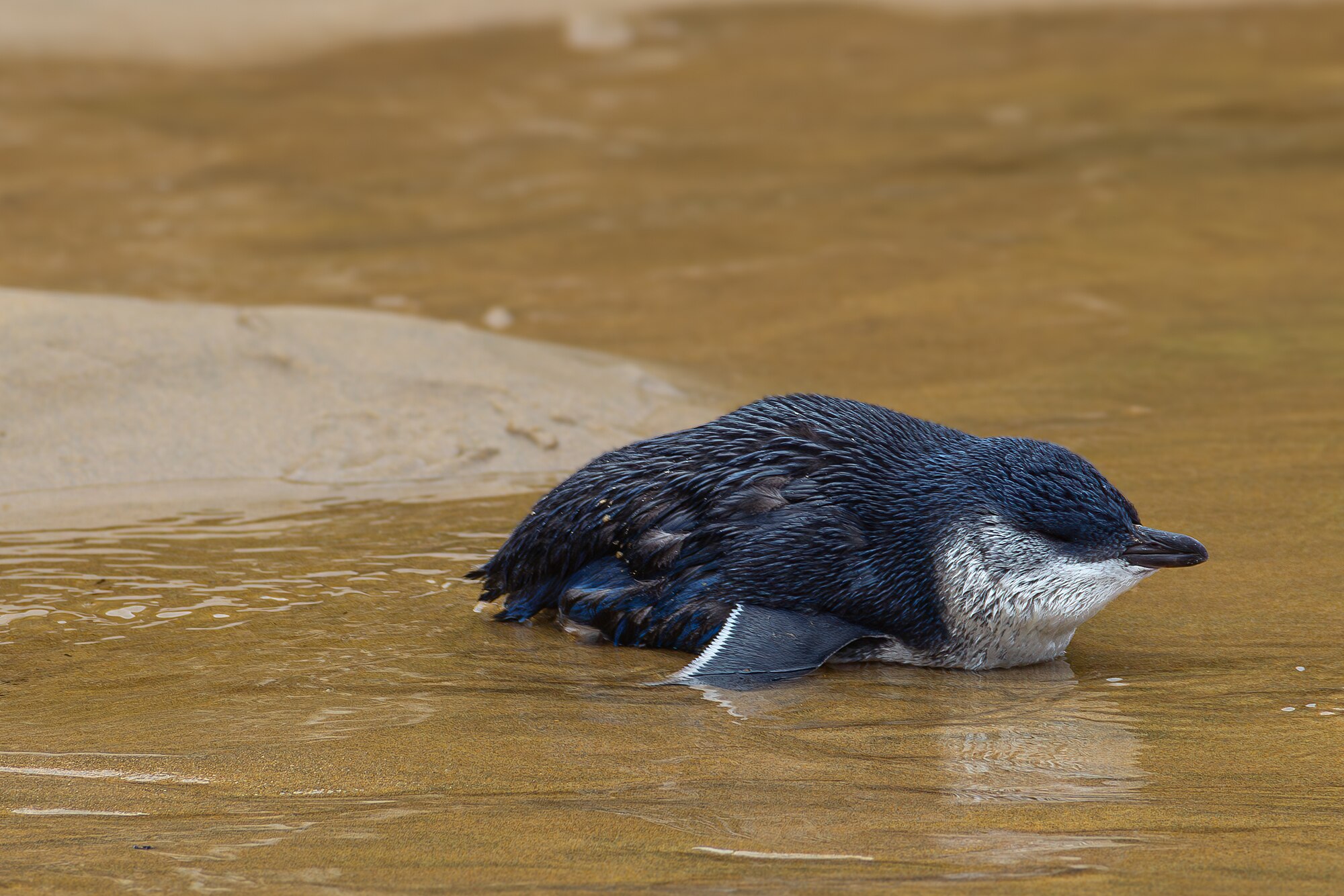 Tučňák nejmenší s modravě šedým peřím na hřbetě na pláži Waipatiko Beach na Novém Zélandu